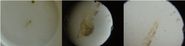 Fotos: Vergleich Larve mit und ohne Mikroskop