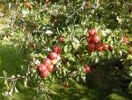 Foto: Apfelbaum