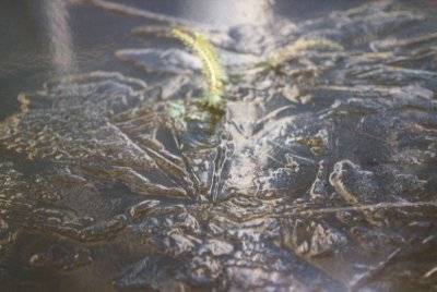 Eisblumen auf dem Gartenteich