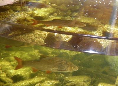 Foto eines Fischbeckens