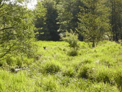 Foto einer Lichtung im Wald 'Rostocker Heide'; ueber dem Gras sind Wildschweinohren zu erkennen