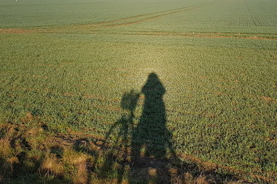 Heiligenschein auf betauter Wiese