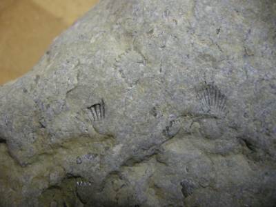 Foto: Kalkstein mit Armf&uuml;&szlig;erfossil