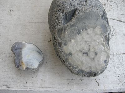 Foto: Korallen im Feuerstein