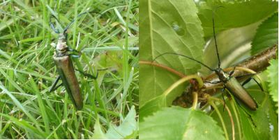 Foto eines Moschusbocks
