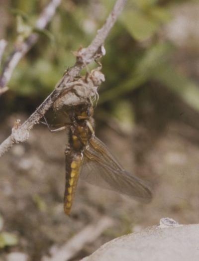 Plattbauchweibchen auf Larvenhuelle