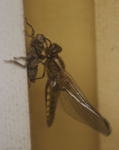 Plattbauchweibchen auf Larvenhuelle