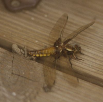 Plattbauchweibchen auf Larvenhuelle