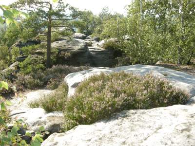 Foto: auf dem Rauensteinkamm
