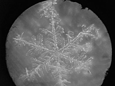 Foto: Schneestern unter dem Mikroskop