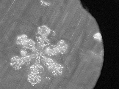 Foto: Schneestern unter dem Mikroskop
