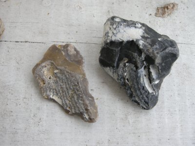 Foto: Schw&auml;mme im Feuerstein