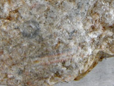 Foto: Kalkstein mit Seelilien