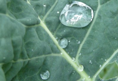 Wassertropfen auf Kohlblatt