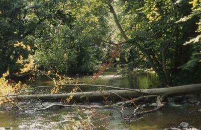 Foto: im Warnowdurchbruchstal