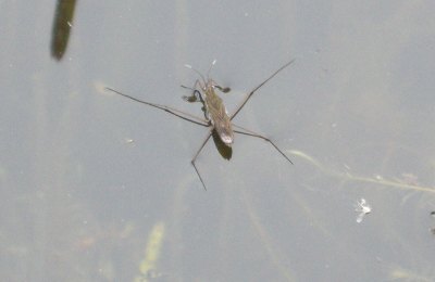 Wasserläufer