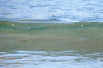 Wasserläufer